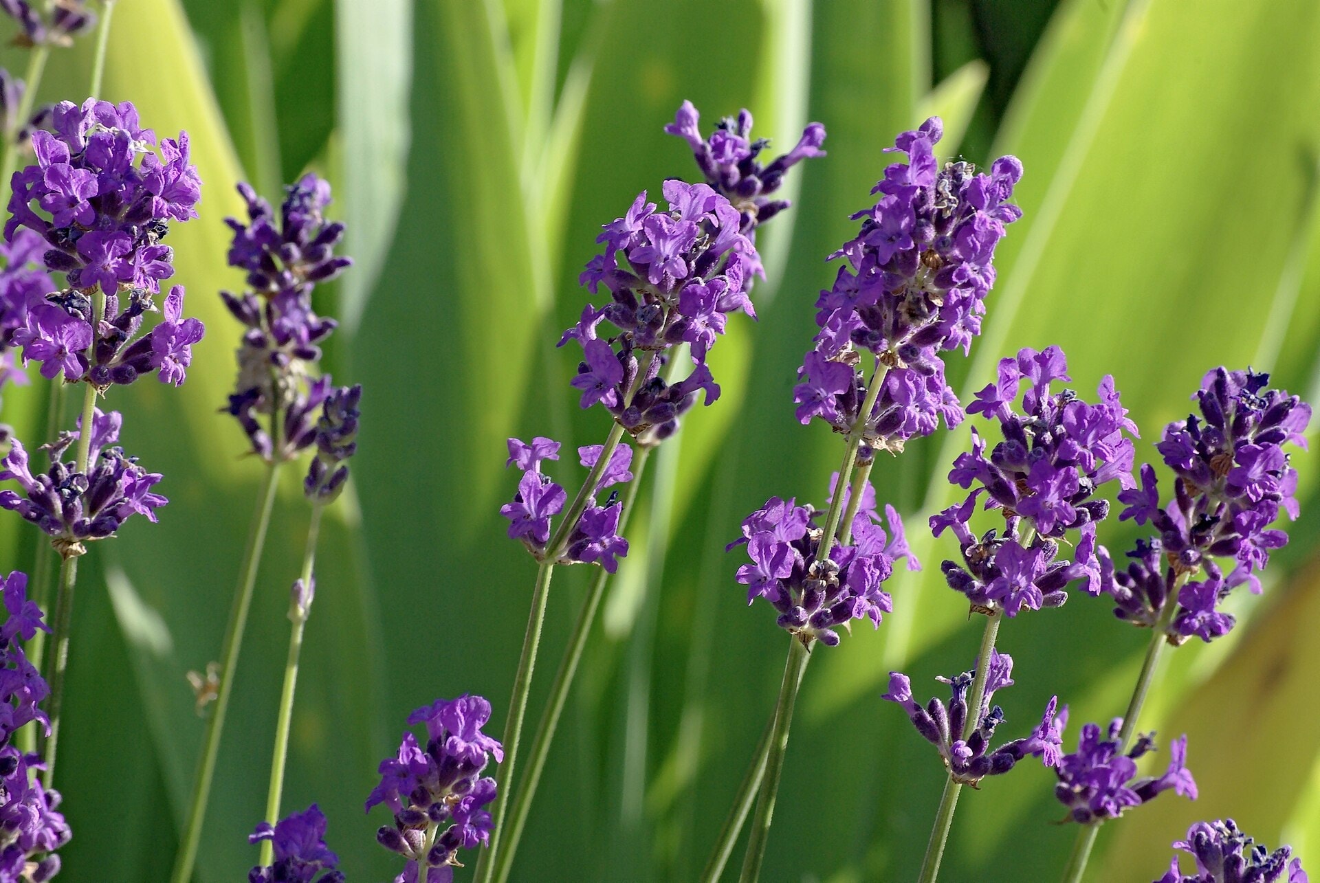 Lavender (Lavandula angustifolia)